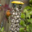 Siems Metal Nyjer/Thistle Feeder