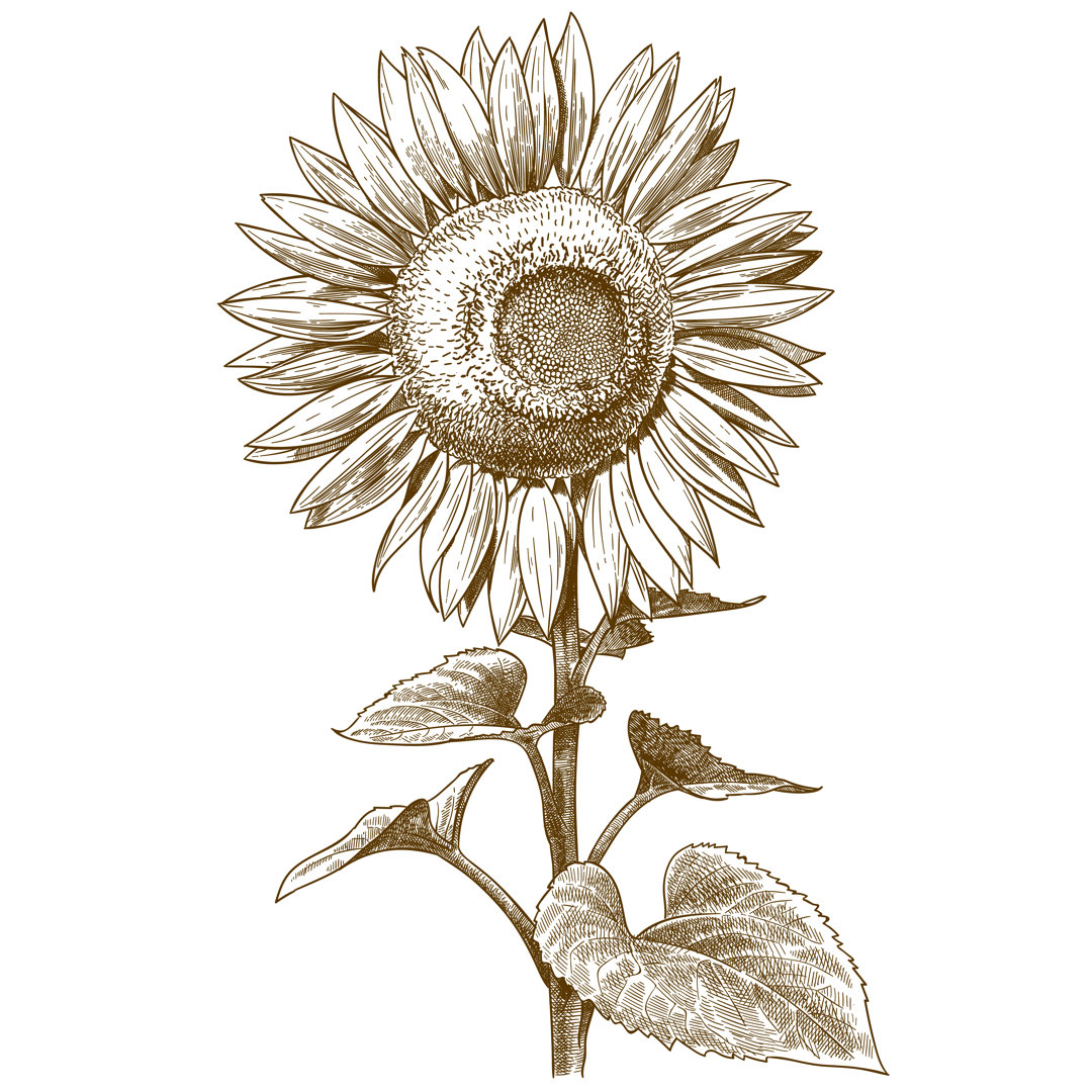 Antike Illustration einer Sonnenblume von Andrii-Oliinyk - Leinwandbild