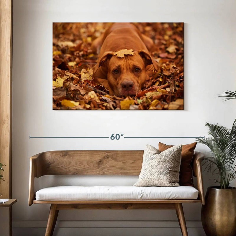 Mignon Pitbull d'automne