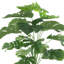 Split Leaf Philo Arrangement in a Ceramic Pot