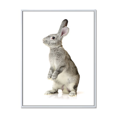 " Portrait Of A Gray Rabbit "