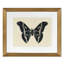 Flutter 3 Print by Todaro, Katie