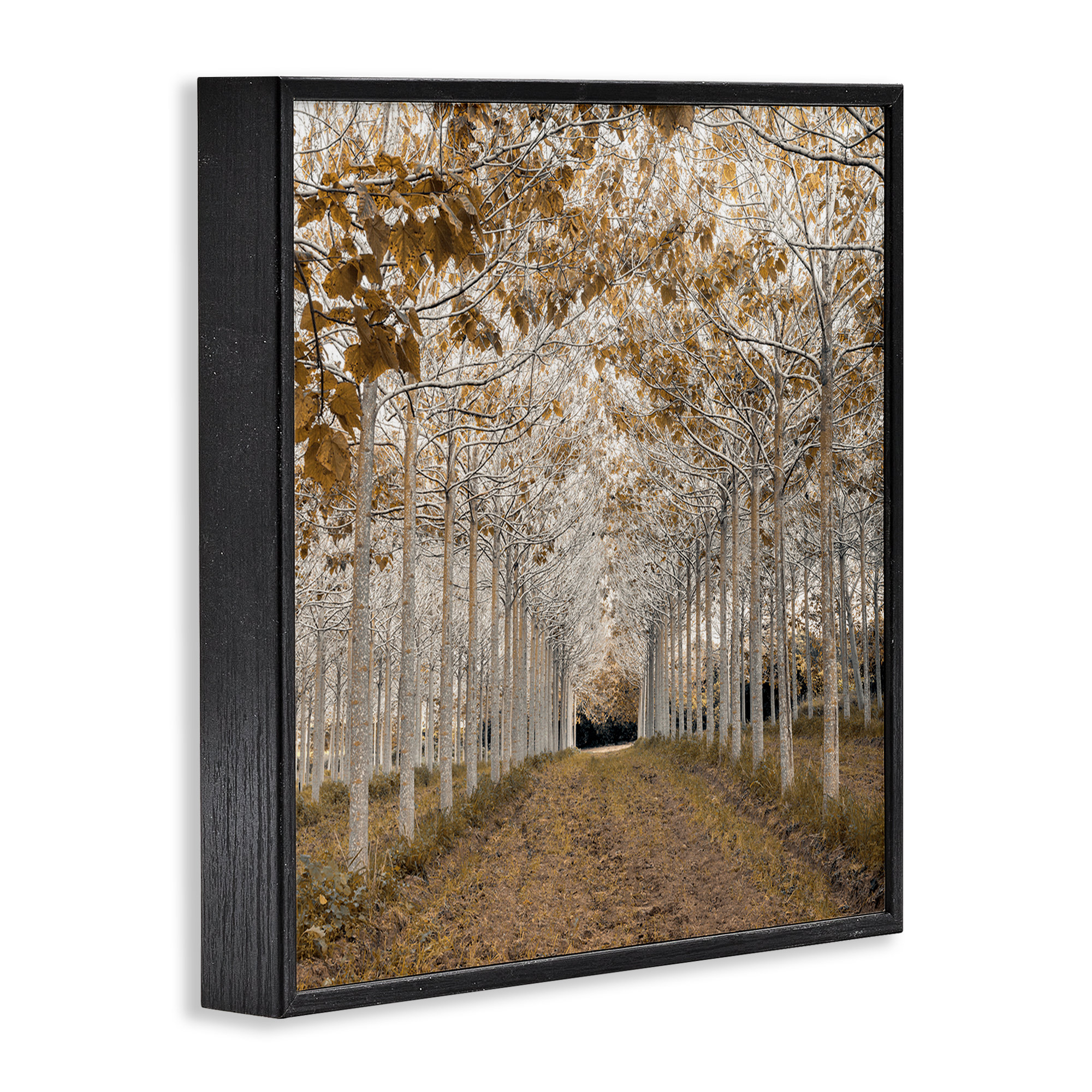 Ebern Designs Birch Grove Framed Giclee, design by Assaf Frank | Wayfair