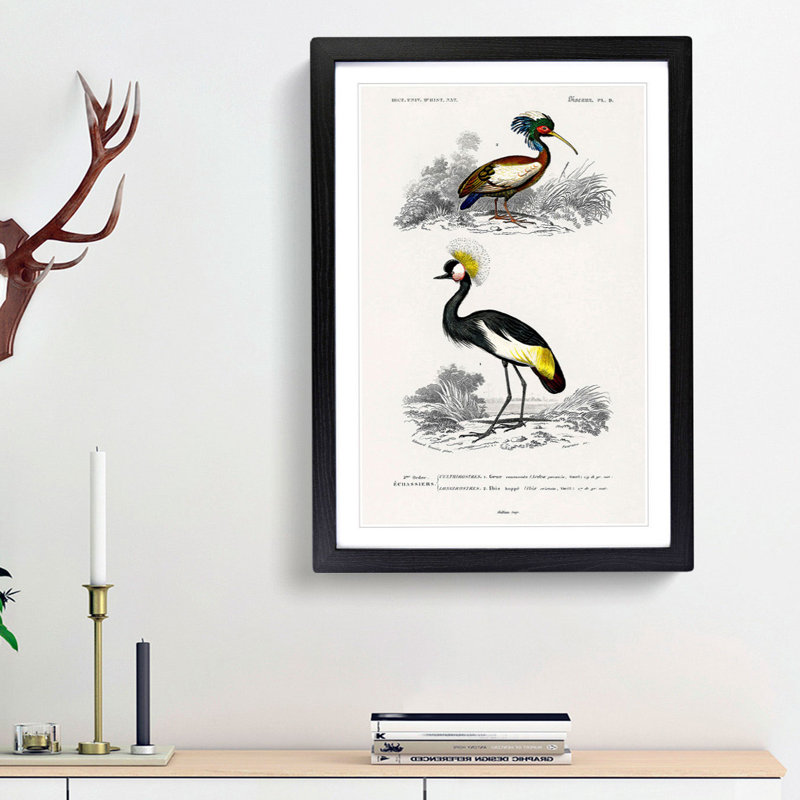 Bird Illustrations PL. 9 by Charles d Orbigny - Framed Print, Black Framed, 45cm H x 33cm W x 2cm D