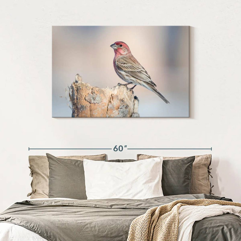 House Finch Bird, 30" H x 45" W