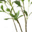 Pieris artificiel-1341383466
