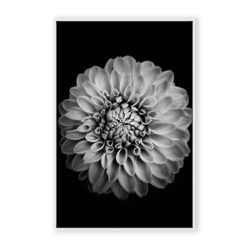 Nature Inspired Marigold by  - Picture Frame Photograph on Paper, 24" H x 16" W x 1.125" D, Black, Framed Matted Print