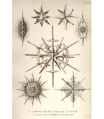 Impression d’art graphique-impression d’art graphique-les types de sicula xiphacantha et heliodiscus phacodiscus d’ernst haeckel