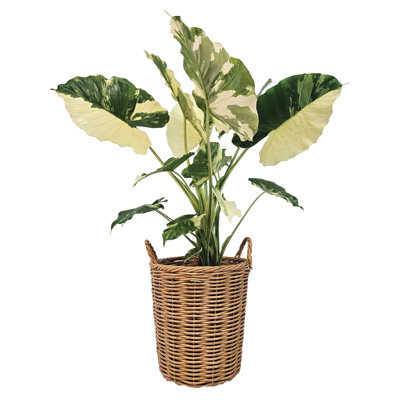 Nature's Way Farms 1.72 Gallon Variegated Alocasia Dawn live House Plant in Wicker Planter