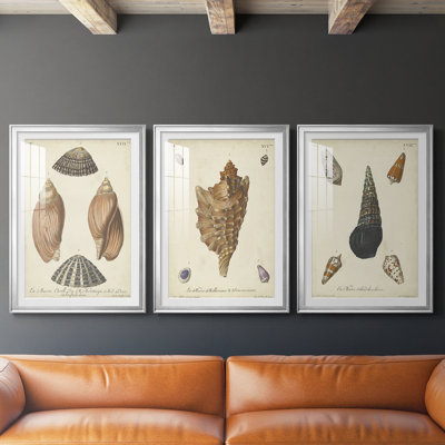 Antique Knorr Shells V  -Custom Framed  Premium Print W Matt - 3 Pieces