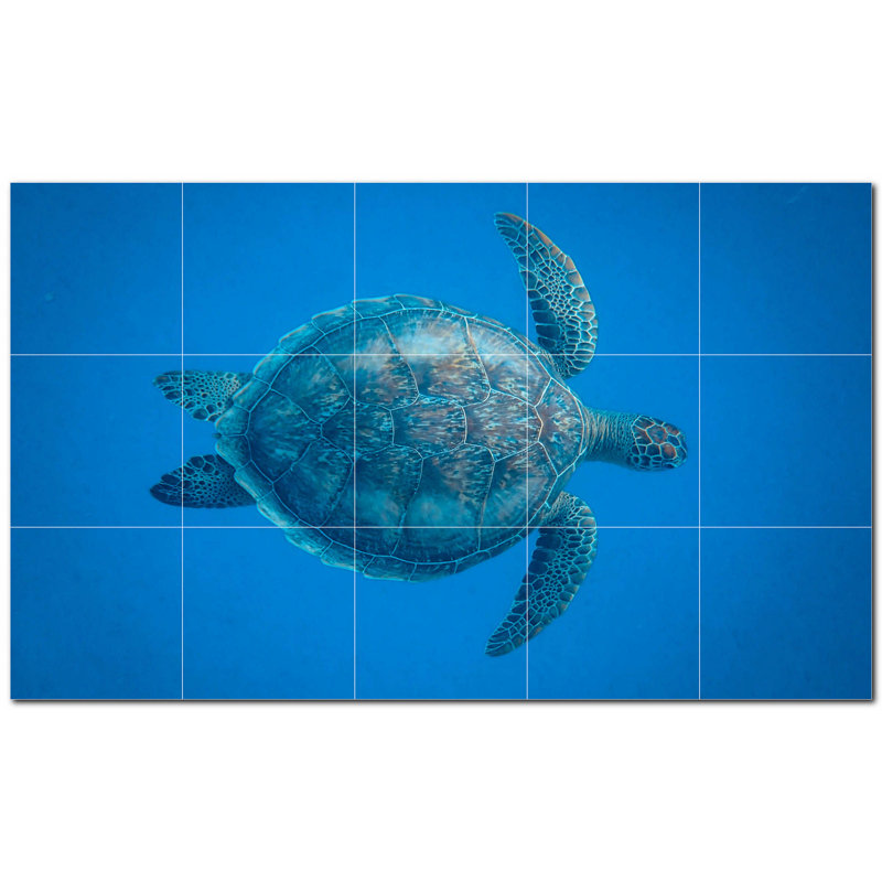 Tortue photo 6 x 6