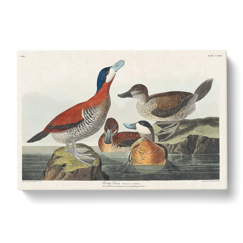 Ruddy Duck by John Audubon - Wrapped Canvas Print, 40cm H x 60cm W x 3cm D