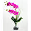 Double orchidée phalaenopsis, arrangement floral-103109824