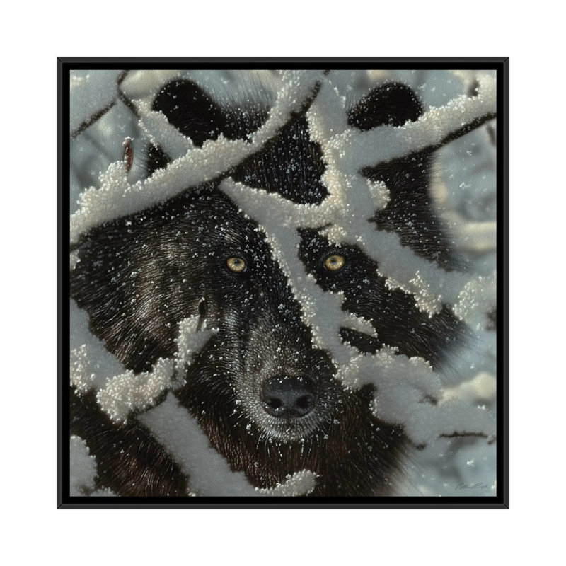 Winter's Black Wolf by Collin Bogle - Print on Canvas, Black Framed, 66.04 cm H x 66.04 cm W