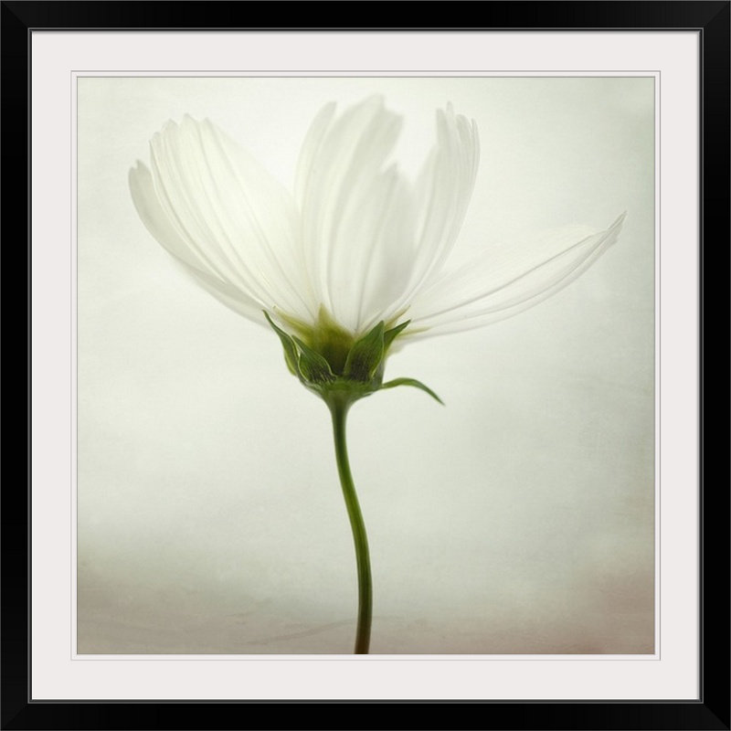 «Straub White Cosmos» par Lotte Gronkjaer - impression, H 35 po x l 35 po x P 1,5 po, Toile