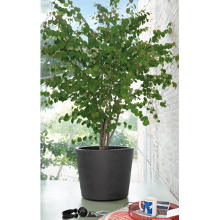 Millennium Vaso 53cm