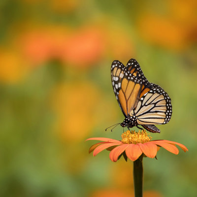 Portrait de papillon IV