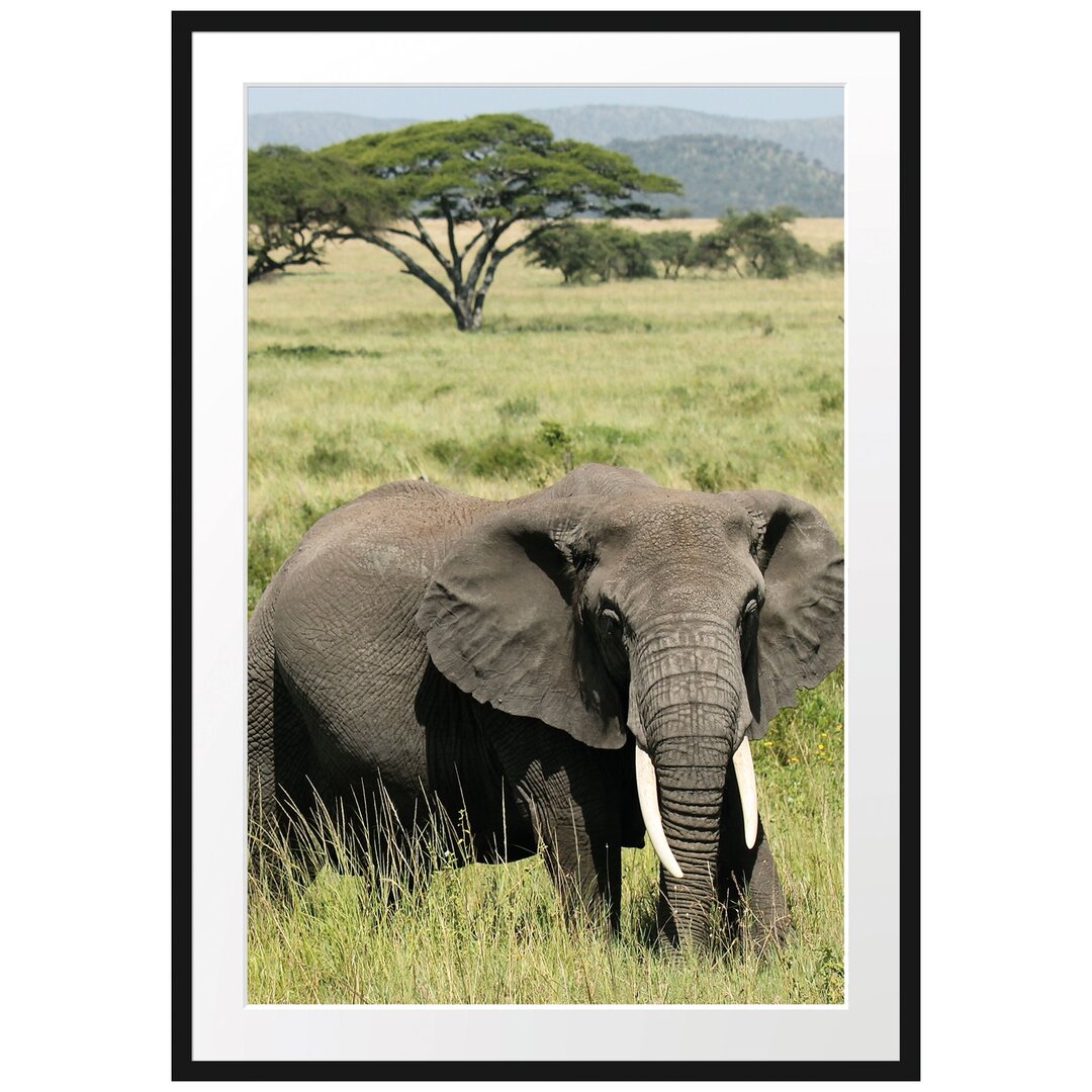 Gerahmtes Poster Elefant in der Savanne