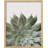 " Desert Succulent Close Up Echeveria Green Flower "-98266009-98266012