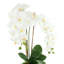 Arrangement d'orchidées dans un vase cannelé