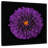Harnek Purple Dahlia Flower-109215968
