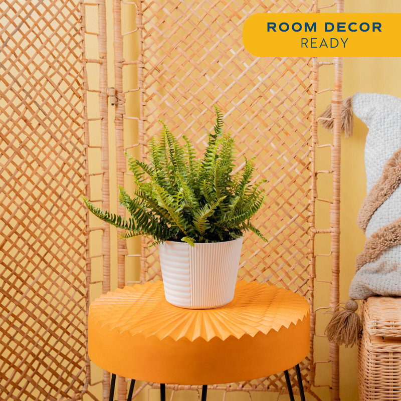 Fern in Décor Planter
