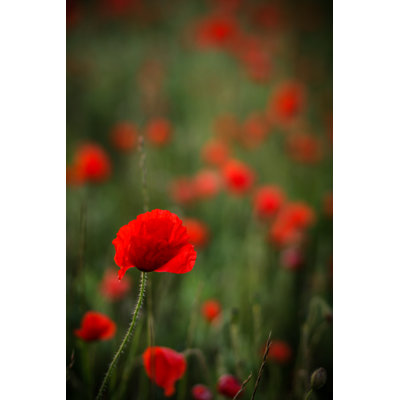 Poppy Field - Wrapped Canvas Print
