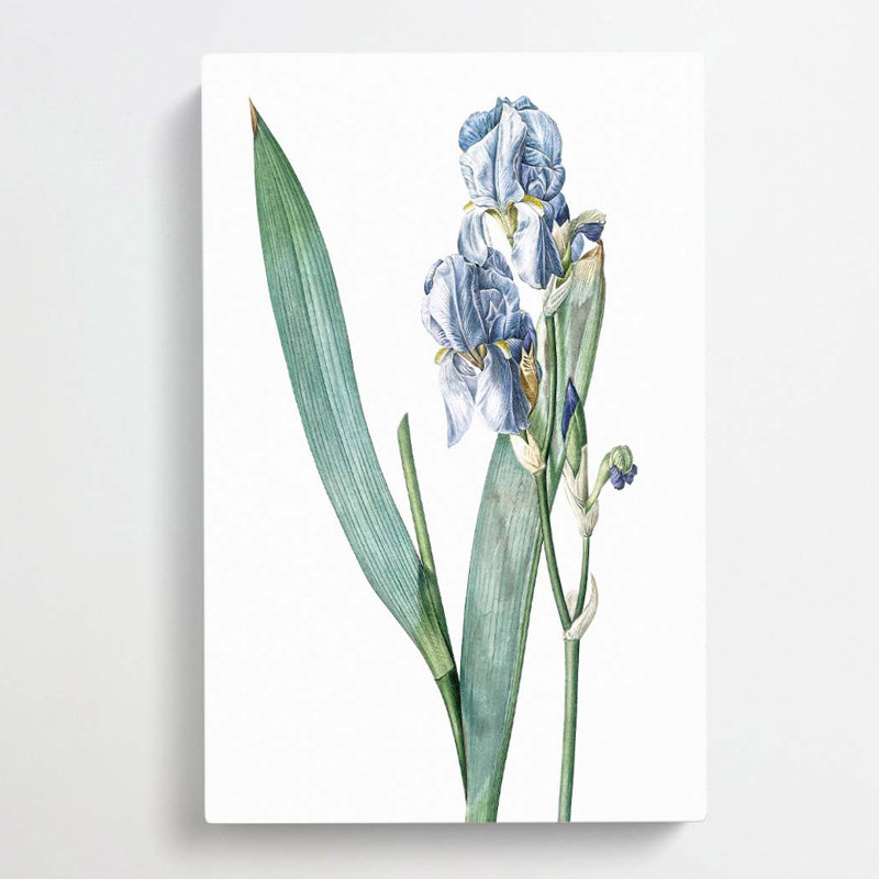 Dalmatian Iris Flower by Utagawa Kunisada - Wrapped Canvas, 50cm H x 35cm W x 3cm D