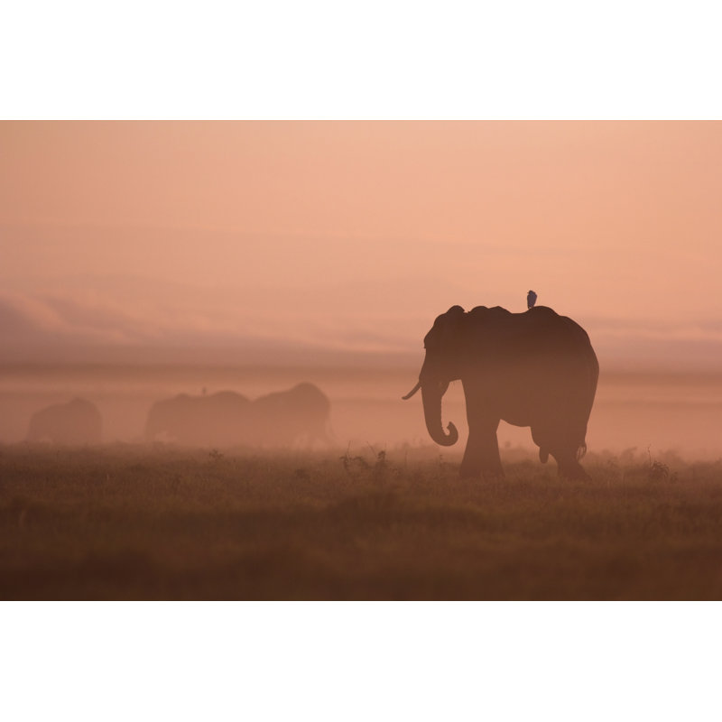Elephants At Dawn - Wrapped Canvas Print, 61cm H x 91cm W x 3.8cm D