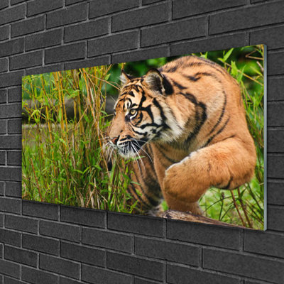 Animals Tiger - No Frame Print on Glass