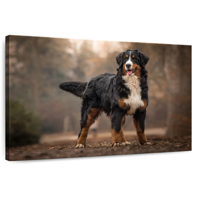 Brampt Bernese Mountain Dog