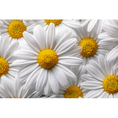 Daisies by Malerapaso