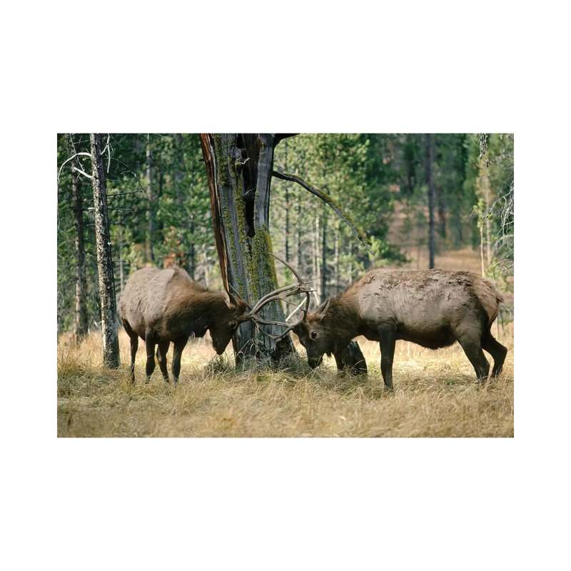 Elk Two Males Sparring Near A Lodgepole Pine Stump, Yellowstone National Park, Wyoming by Michael Quinton - Wrapped Canvas Print
