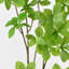 1 branche verte Audet Enkianthus Perulatus artificielle-359935824