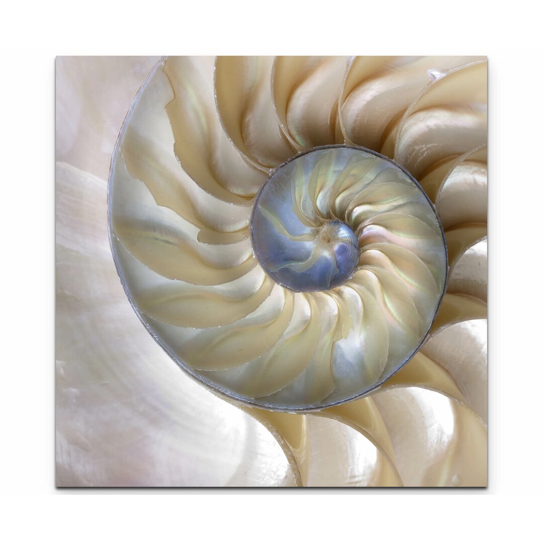 Leinwandbild Wunderschöne Nautilus-Muschel – Nahaufnahme