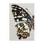 Toile «Butterfly» par Melissa Wang-838209158