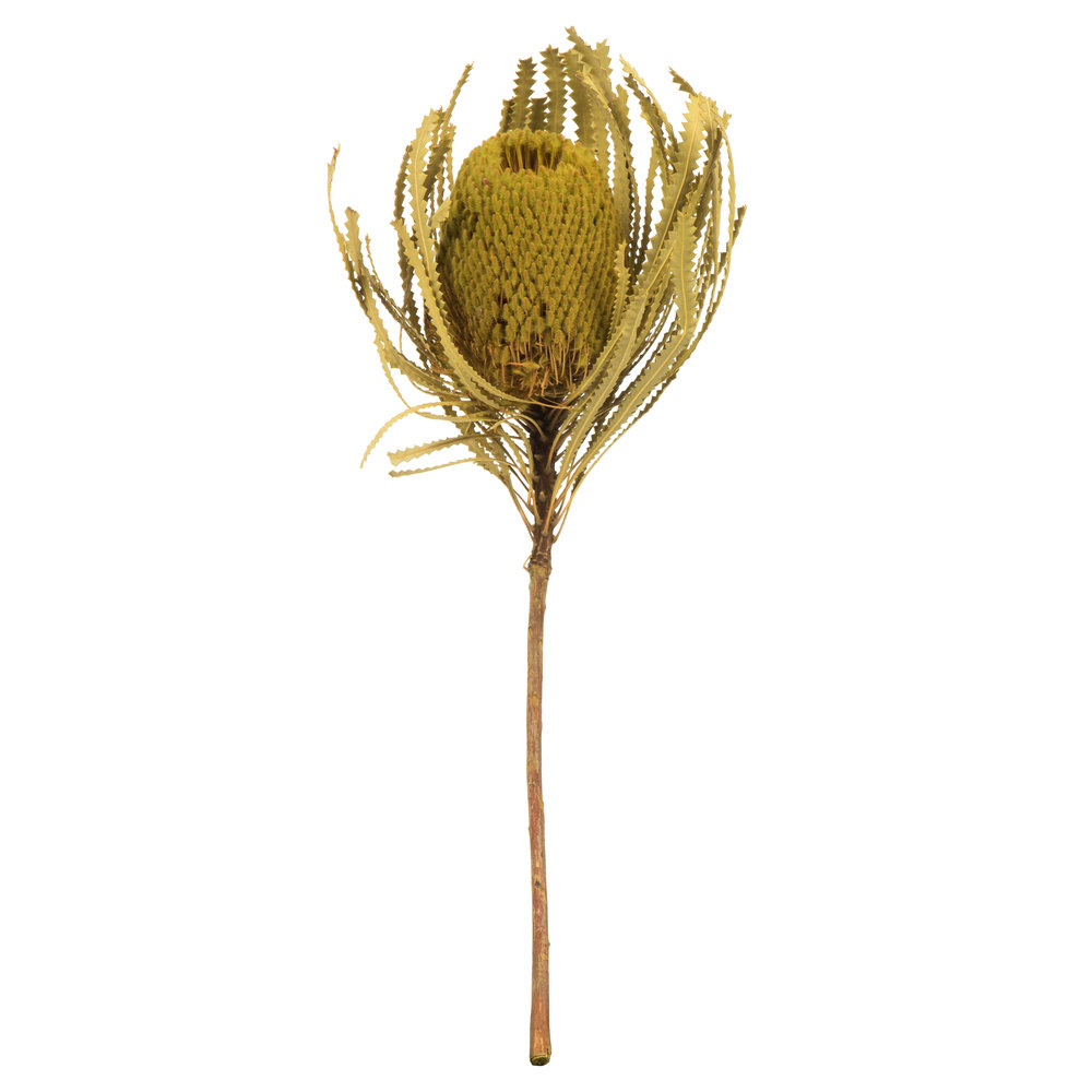 12" Jumbo Banksia Flower with Stem Dried, Basil