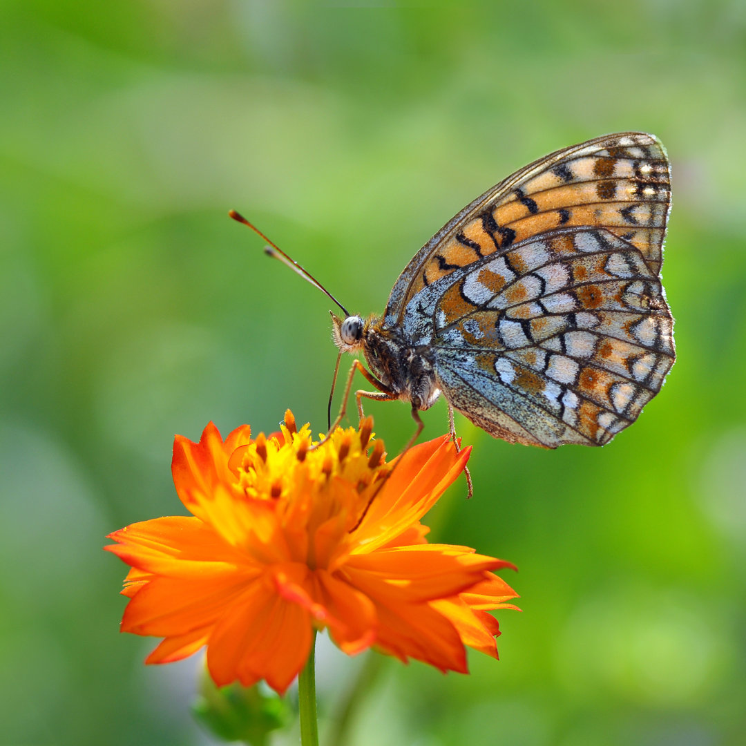 Schmetterling auf einer orangefarbenen Blume - Kunstdrucke auf Leinwand