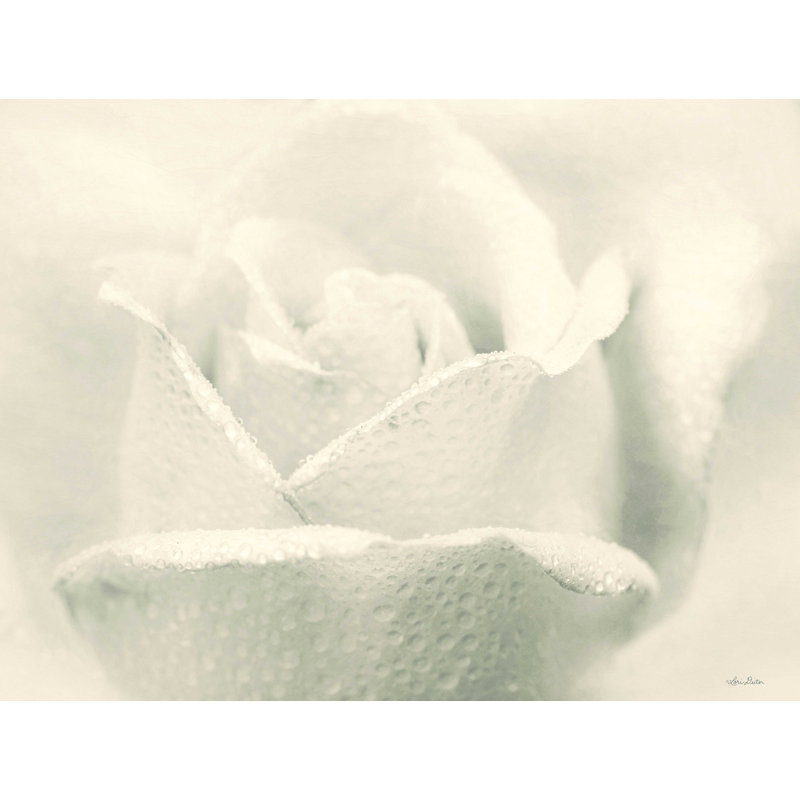 White Rose - Wrapped Canvas Print, 12" H x 16" W  