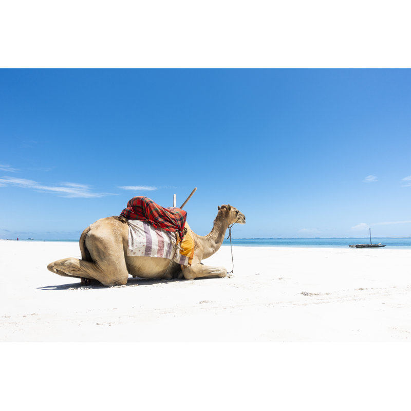Camel At Diani Beach - Wrapped Canvas Print, 51cm H x 76cm W x 3.8cm D