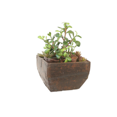 Plantes grasses de jade avec poule et poulet dans une boîte en bois antique