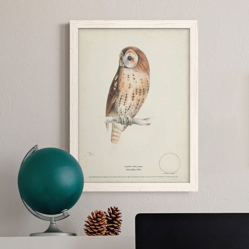 Toile encadrée de qualité supérieure Tawny Owl - prête à être accrochée, Blanc, H 32 po x l 23 po x P 1 po