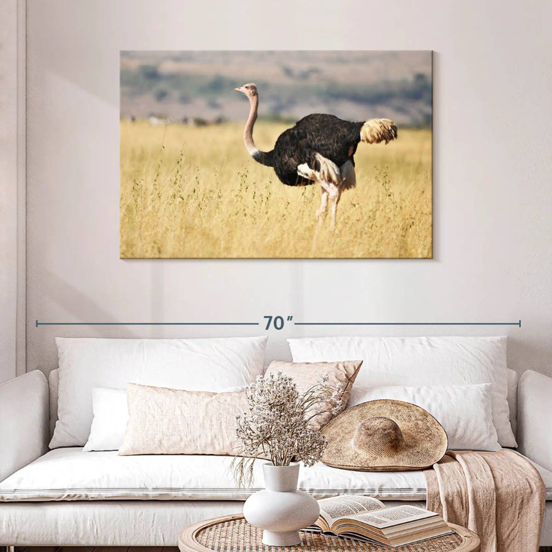 Wildlife Ostrich