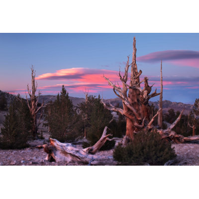 " Ancient Bristlecone Pine Forest "