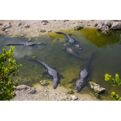 Alligators in the Everglades by Mdulieu