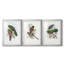 Gould Tropical Birds I - Impression personnalisée de qualité supérieure avec cadre mat - 3 pièces-479936736-479936737