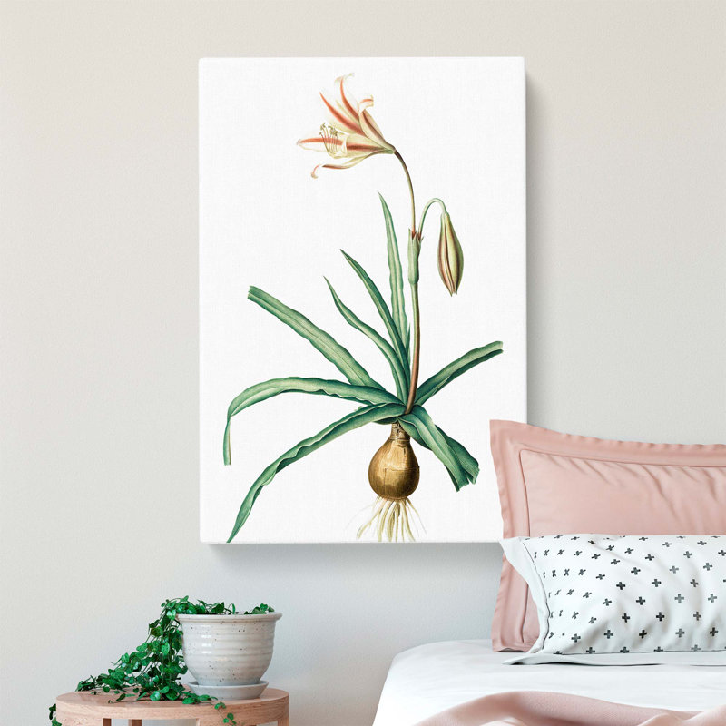 Amaryllis Broussonetii Flowers - Wrapped Canvas Painting, 50cm H x 35cm W x 3cm D