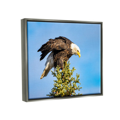 " Perched Eagle Photography " by Daniel Sproul