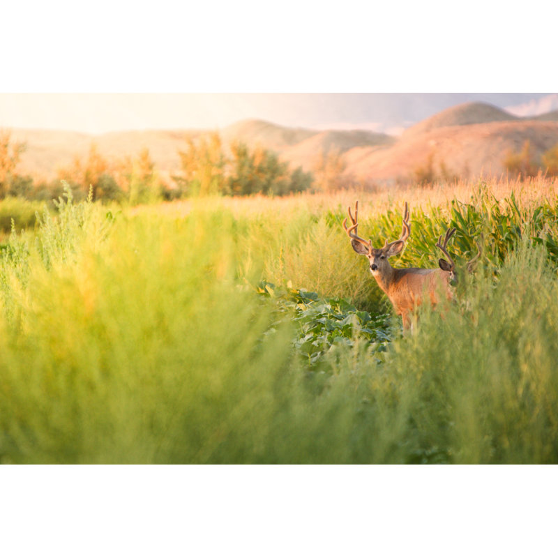 Mule Deer In A Meadow And Corn Field by Grandriver - Wrapped Canvas Art Prints, 51cm H x 76cm W x 3.8cm D