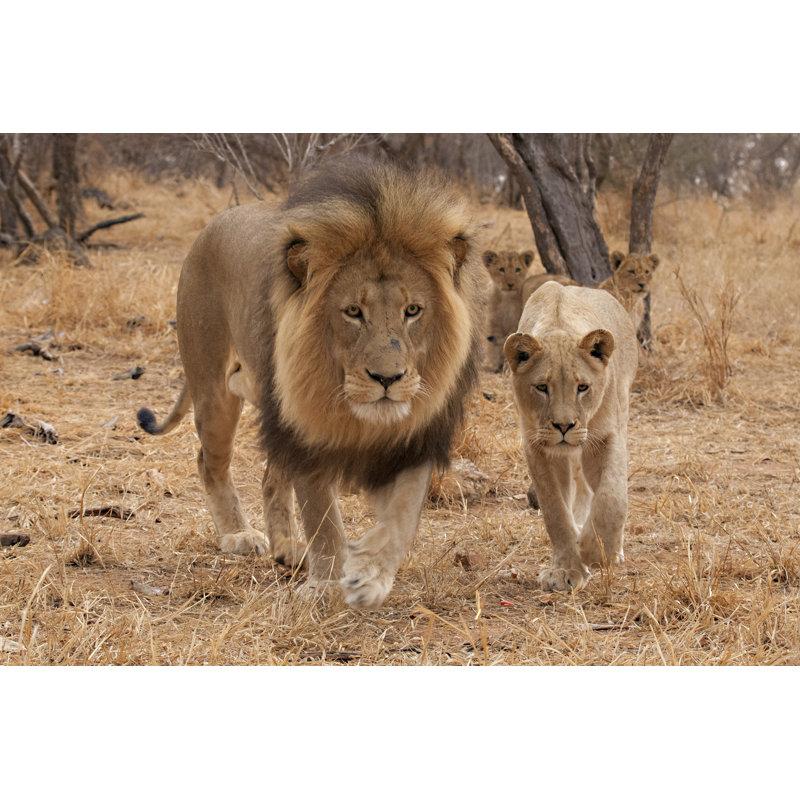 Lion (Panthera Leo) by MarieHolding - Wrapped Canvas Print, 81 cm H x 122 cm W